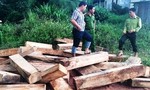 Năm đối tượng vận chuyển gỗ pơ mu ở Quảng Nam ra đầu thú