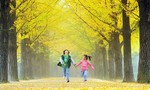 Ngoạn cảnh mùa thu xứ Hàn