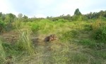Phát hiện xác voi rừng 3 tháng tuổi đang phân hủy