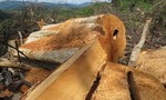 Cấp đất sai đối tượng khiến hàng chục hecta rừng bị phá: Trưởng phòng TN-MT bị kỷ luật Đảng