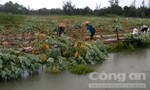 Nông dân dầm mưa thu hoạch nông sản