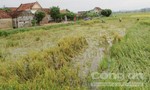 Trước hoàn lưu bão số 4, hàng trăm ha lúa mùa bị đổ ngã