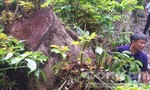 Chi cục Kiểm lâm khởi tố vụ phá rừng Sơn Trà gây xôn xao dư luận