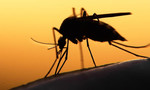 TP.HCM: Tăng cường kiểm soát vi rút Zika khi một người Đức bị nhiễm