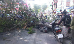 Nhánh cây gãy đè 3 người ở trung tâm Sài Gòn