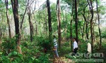 Một loạt cán bộ bị kiểm điểm và xử lý trách nhiệm liên quan đến rừng