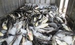 Gần 50 tấn cá chết bất thường chưa rõ nguyên nhân