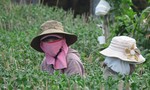 Phú Yên: Tết đến hoa không nở khiến người dân khốn đốn
