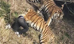 Người đàn ông bị 3 con hổ tấn công trong sở thú