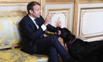 Tổng thống Pháp ‘mất mặt’ vì chó cưng…tè bậy giữa cuộc họp