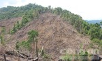 Yêu cầu điều tra, xử lý nghiêm vụ phá rừng ở Quảng Nam