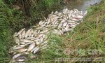 Đã tìm ra nguyên nhân dẫn cá chết ở Quảng Ngãi
