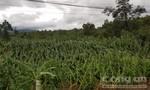 Đắk Lắk: Gần 8.000ha cây trồng bị gãy, đổ do bão số 12