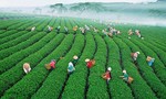 Tôn vinh ngành trà và tơ lụa Bảo Lộc – Lâm Đồng