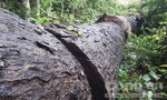 Vụ phá rừng ở Gia Lai: Kết quả kiểm tra có đúng thực tế?