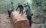Xử lý nghiêm cán bộ bảo vệ rừng dựng chuyện lâm tặc đe dọa cướp gỗ