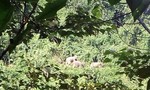 Xuất hiện đàn voi ra bìa rừng kiếm ăn ở Quảng Nam