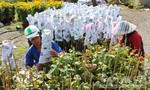 Hơn 14 triệu giỏ hoa kiểng Sa Đéc được tiêu thụ trong dịp Tết
