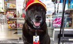 Chú chó bị bỏ rơi trở thành nhân viên trạm xăng