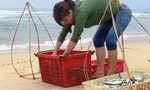 Ngư dân xứ Quảng được mùa cá trích