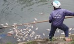 Cá chết hàng loạt ở tuyến kênh Hòa Minh