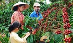 Hơn 10 ngàn ha cà phê Tây Nguyên được tái canh từ nguồn vốn Agribank