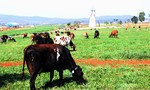 Trang trại bò sữa Organic tiêu chuẩn Châu Âu đầu tiên tại Việt Nam