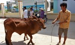 Masan Nutri-Science trao tặng 30 con bò giống cho người dân xã Lộc Giang, Long An