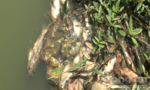 Cá chết hàng loạt ở khu vực thượng nguồn sông Sài Gòn