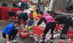 Ôtô chở 2 tấn cá bị lật, người dân thu gom hàng giúp tài xế