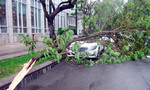 TP.HCM: Nhánh cây gãy đè ‘siêu xe’ trong cơn mưa đầu mùa khô