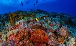 Những rạn san hô có nguy cơ bị hủy diệt trước hoạt động quân sự hóa Biển Đông