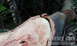 Vì sao rừng phòng hộ tại Quảng Trị bị tàn phá?