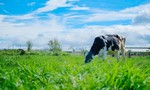 Organic – Xu hướng sống xanh khởi nguồn từ ly sữa hữu cơ tươi ngon thuần khiết