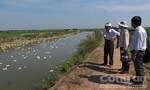 Phát hiện, tiêu hủy 6.500 con vịt nhiễm cúm H5N6