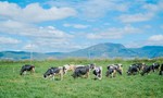 Hành trình ra mắt sữa tươi 100% organic tiêu chuẩn Châu Âu đầu tiên tại Việt Nam – Chuyện chưa kể