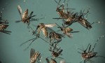Brazil bãi bỏ tình trạng khẩn cấp đối với dịch Zika