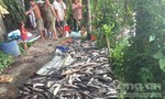 Điều tra vụ cá lóc của người dân chết bất thường