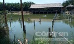 Khu rừng dừa nước ở Hội An bị xâm hại nghiêm trọng