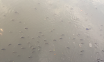 Hàng ngàn con cá nổi trên kênh Nhiêu Lộc – Thị Nghè đớp không khí