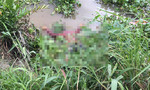 Lại phát hiện thi thể trên sông Sài Gòn qua tỉnh Bình Dương
