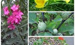 TP.HCM phòng ngừa ngộ độc do một số loại cây, hoa trong khuôn viên trường học