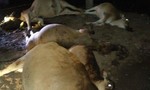 Sét đánh chết 5 con bò khiến người dân điêu đứng