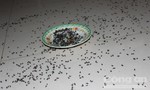 Kinh hoàng người dân diệt 3kg ruồi mỗi ngày