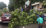 Nhánh cây xà cừ gãy đè ô tô ở trung tâm Sài Gòn