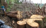 7 ha rừng tự nhiên bị cưa hạ