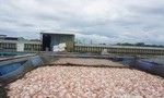 Đà Nẵng: 60 tấn cá chết hàng loạt trên sông Cổ Cò