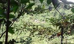 Lại xuất hiện đàn voi rừng ở Quảng Nam
