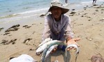 Vẫn còn mẫu hải sản tầng đáy biển Hà Tĩnh chưa an toàn