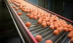 20 tấn trứng bị nhiễm thuốc trừ sâu fipronil được bán ở Đan Mạch